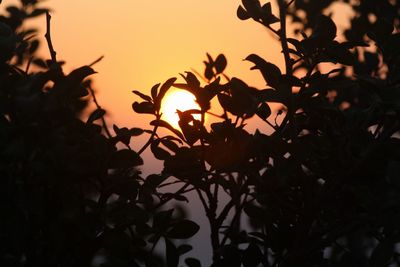 Close-up of silhouette leaves against sunset