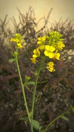 Close-up of yellow flowers blooming in field