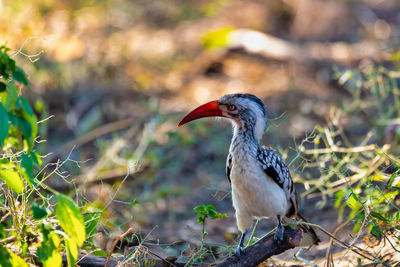 Close-up of bird perching on a field