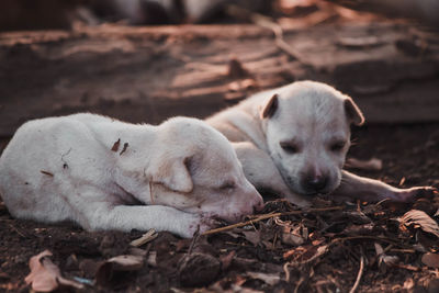 Two dogs sleeping on field