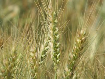 Wheat crop