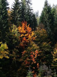 Pine trees in forest during autumn