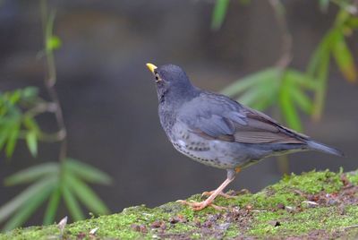 Close-up of bird perching on a land