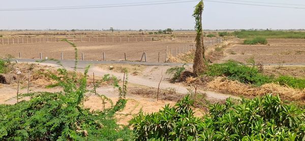 Scenic view of agricultural field against sky