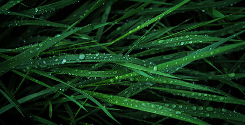 Close-up of wet plant during rainy season