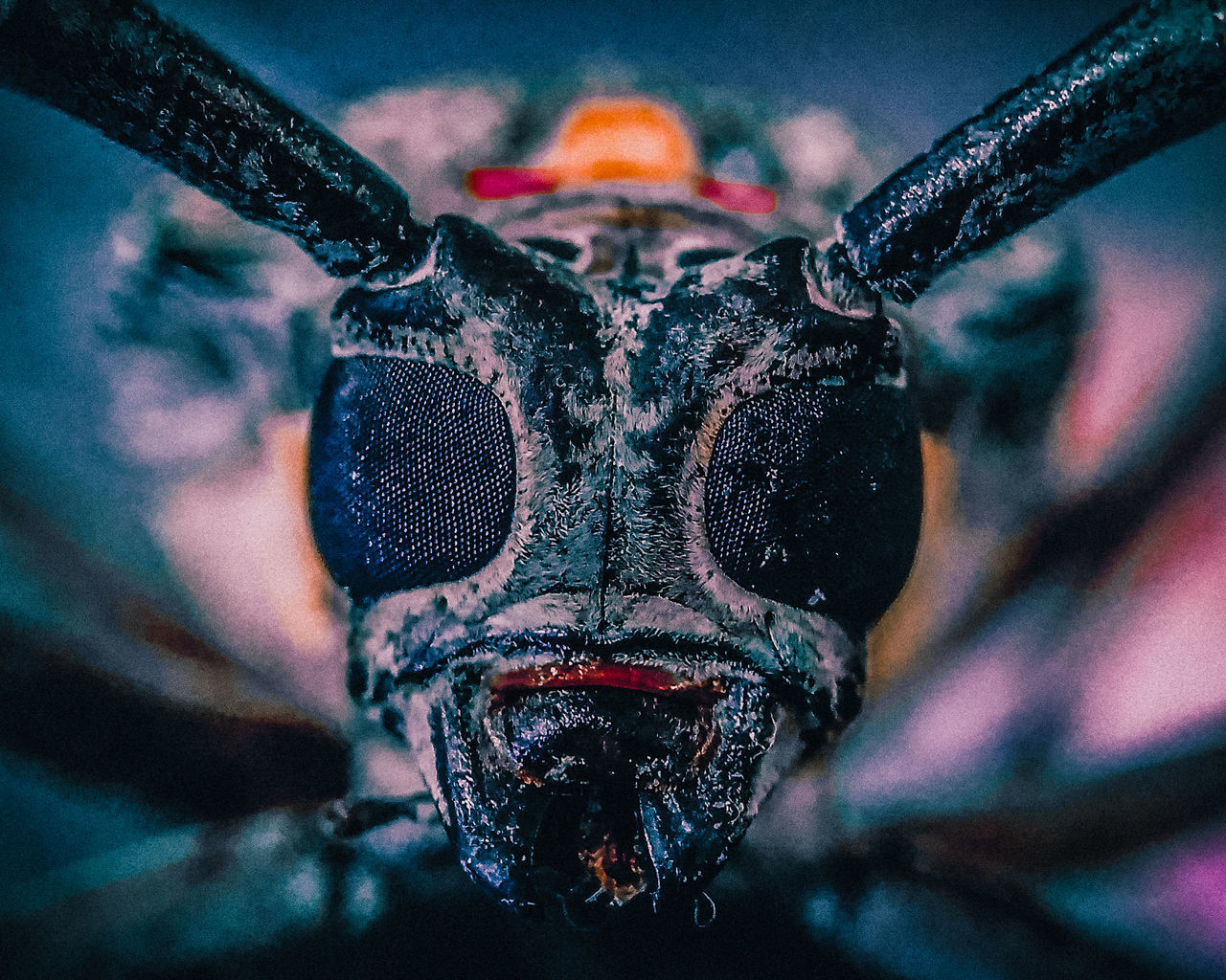 animal themes, insect, animal, macro photography, close-up, one animal, animal body part, animal wildlife, portrait, focus on foreground, looking at camera, front view, human head, animal head, eye, wildlife, blue, butterfly