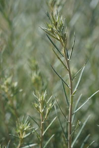 Close-up of plant growing on field