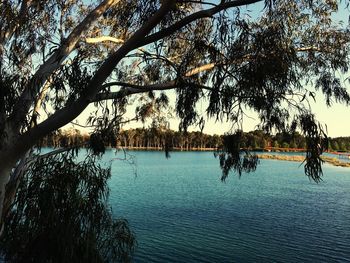 View of trees by river