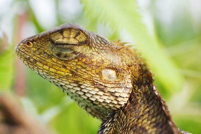 Close-up of a lizard