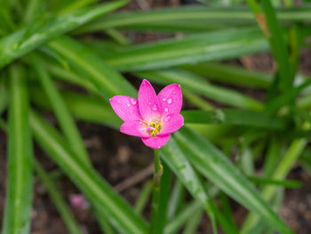 Close-up of pink rose flower