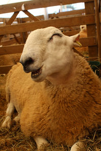 Close-up of a sheep