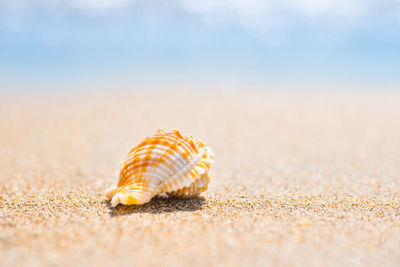 Close-up of seashell on beach