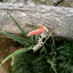 Close-up of insect on flower