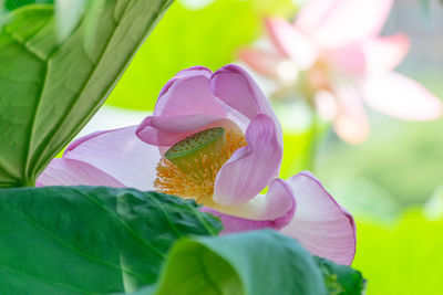 Close-up of pink flowering plant