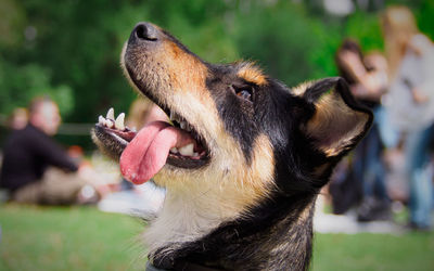 Close-up of dog