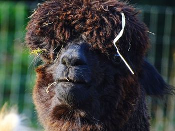 Close-up of a alpaca