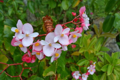 Close-up of pink flowers blooming outdoors