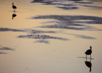 Bird perching on a lake