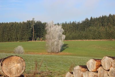 View of trees on field against sky