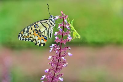 Close-up of butterfly pollinating on purple flower