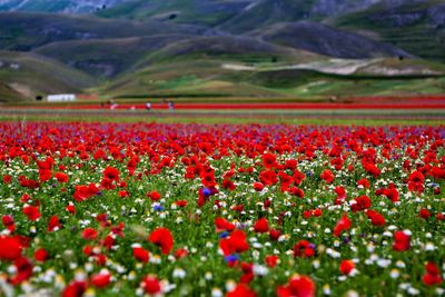 Red flowers growing on field