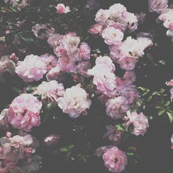 Close-up of pink flowers