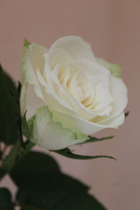 Close-up of rose