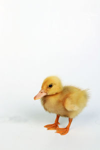 Close-up of a bird against white background