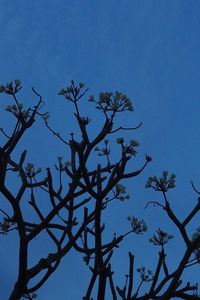 Low angle view of tree against clear blue sky