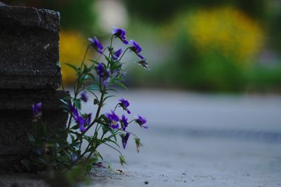 Close-up of purple flowering plant against wall