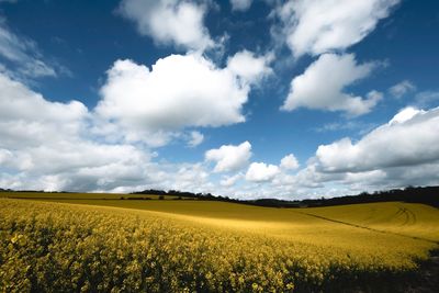 Scenic view of field against sky