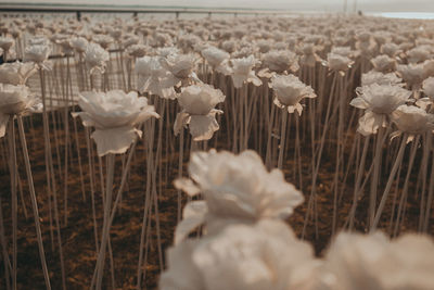 Close-up of wilted flowers on field