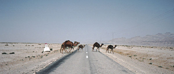 Horses walking on road against clear sky