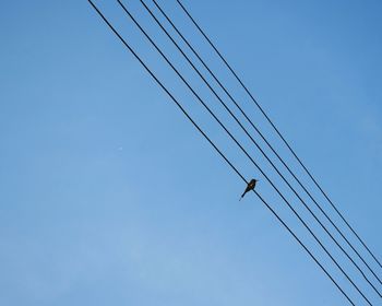 Low angle view of bird flying against clear blue sky