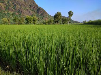 Scenic view of agricultural field against sky