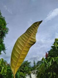 Low angle view of leaves against sky