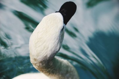 Close-up of swan