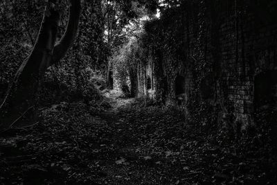 View of trees in forest