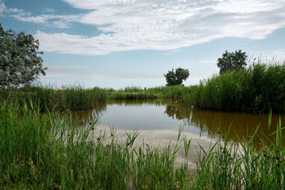 View of the pond with green reeds, summer day. ukraine