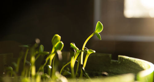 Close-up of potted plant