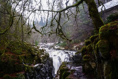 Scenic view of waterfall in forest