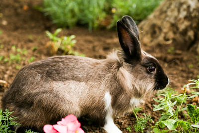 Side view of rabbit of field