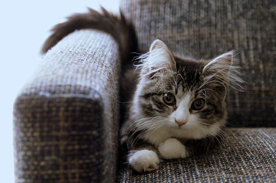 Close-up portrait of cat