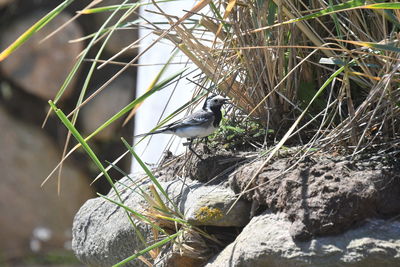 Close-up of bird perching on rock