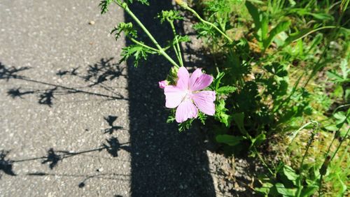 Close-up of pink flowers