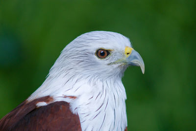 Close-up of owl