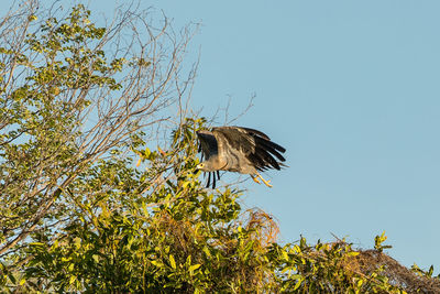 Low angle view of eagle perching on tree against sky