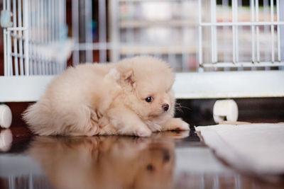 White dog looking away at home