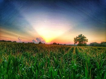 Scenic view of field against sky at sunset