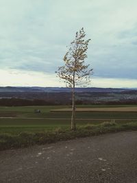 Tree on field against sky